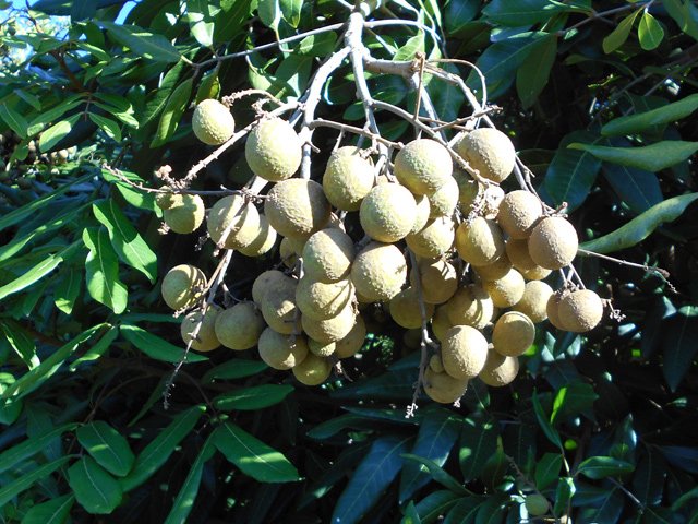 A la saison les longanis font plier les branches de l'arbre