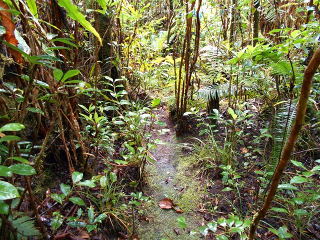 Sentier très visible dans les goyaviers