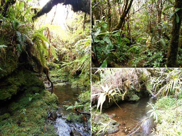 On traverse plusieurs bras de ravines en fin de montée