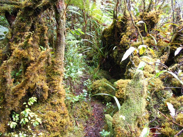 Difficile mais superbe sentier pour un aller-retour à la Rivière Sainte-Suzanne