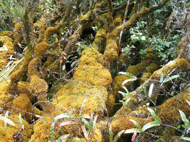 Le sentier passe sur le tronc de cette merveille moussue de 8 m de large