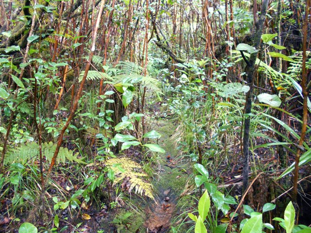 La mousse sur le sentier en dit long sur la fréquentation