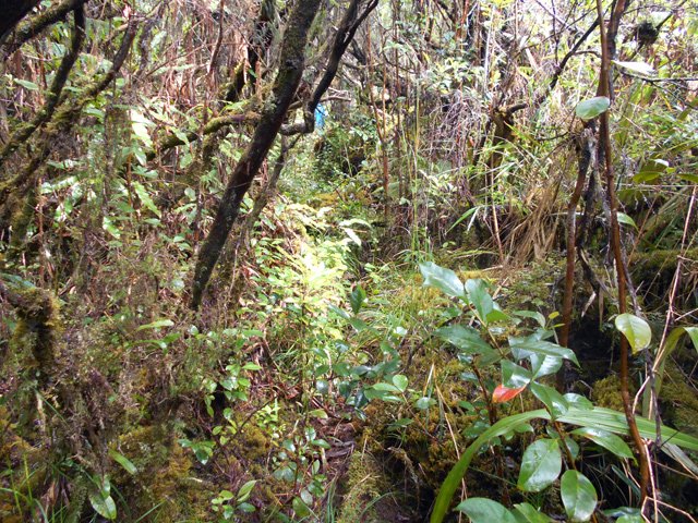 Très difficile de quitter le sentier déjà étroit pour tenter d'aller ailleurs