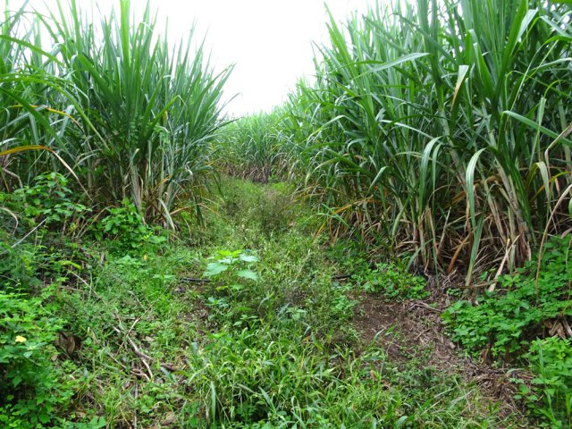 200 mètres de piste un peu envahie dans les cannes