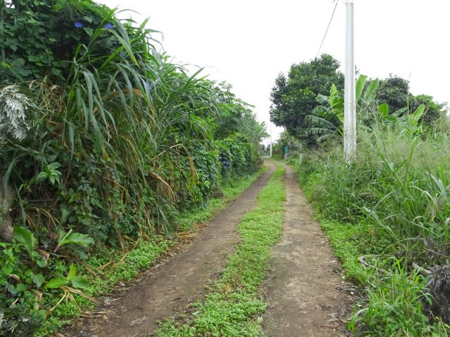 La dernière piste avant le Chemin goudronné du Dassy