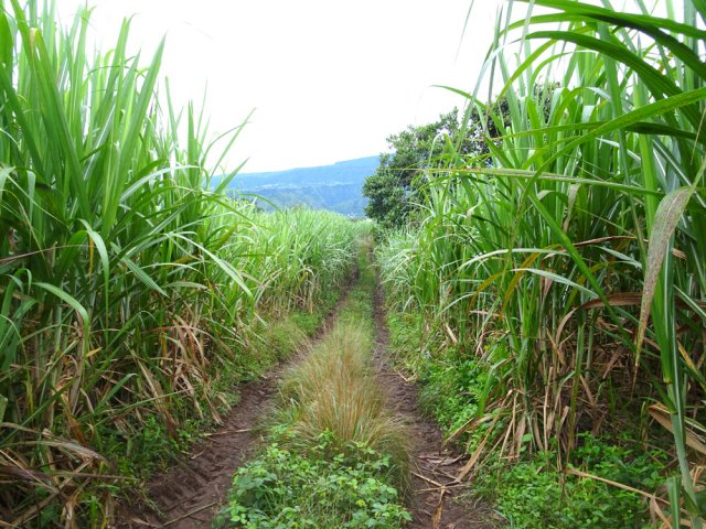 Longue traversée de canne à sucre