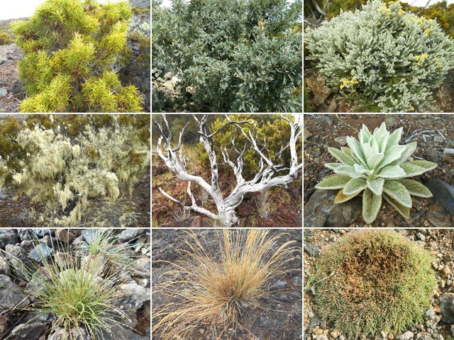 Il n'y a pas que de la lave et des cailoux sur la planèze