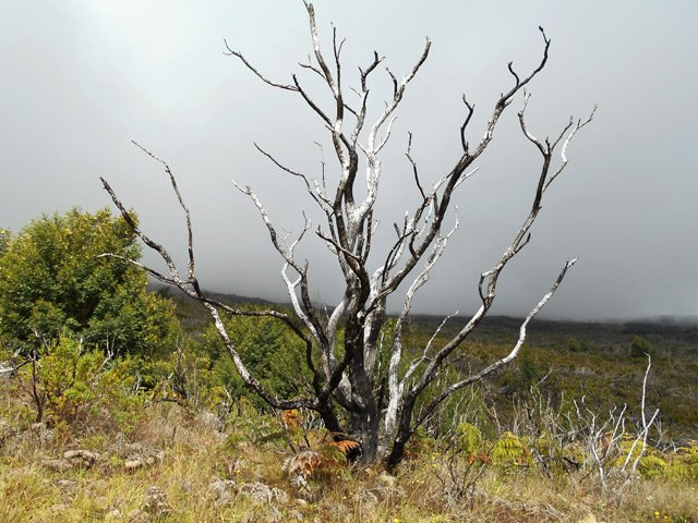 Seul point positif d'un incendie : les natures mortes