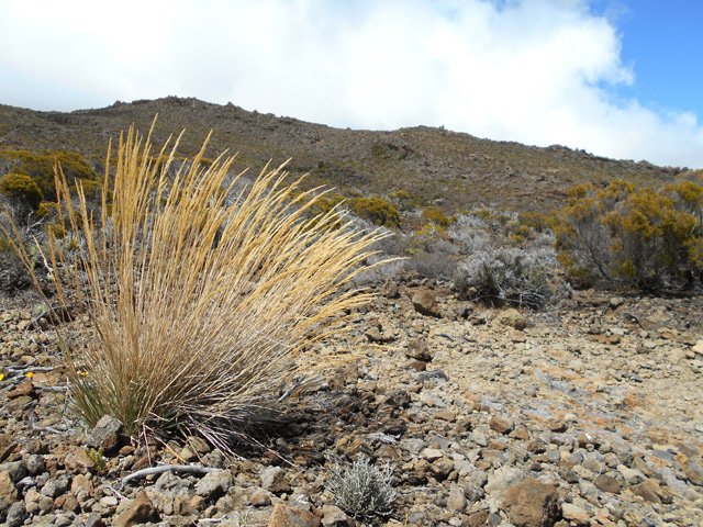 De belles touffes d'herbe envahissent doucement les pistes