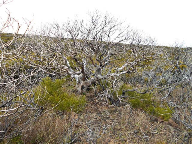 Vestiges de petits tamarins des Hauts dont l'incendie n'a laissé que le squelette