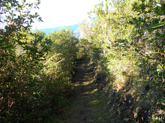 Encore des goyaviers mais également quelques bois de couleurs