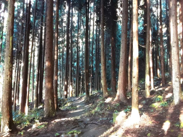 Sentier facile sous les cryptomerias