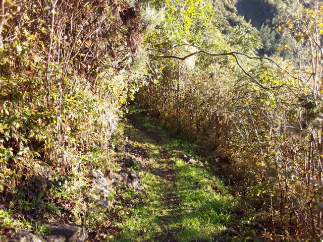 Sentier dans les goyaviers