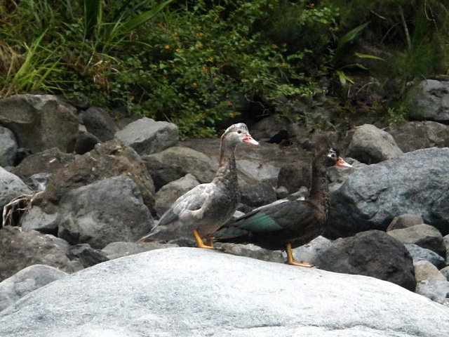 Deux habitants des lieux qui ont dû fuir une basse cour