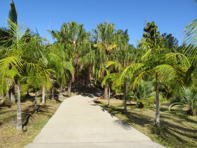 La lisière du premier parc avec ses grands palmiers