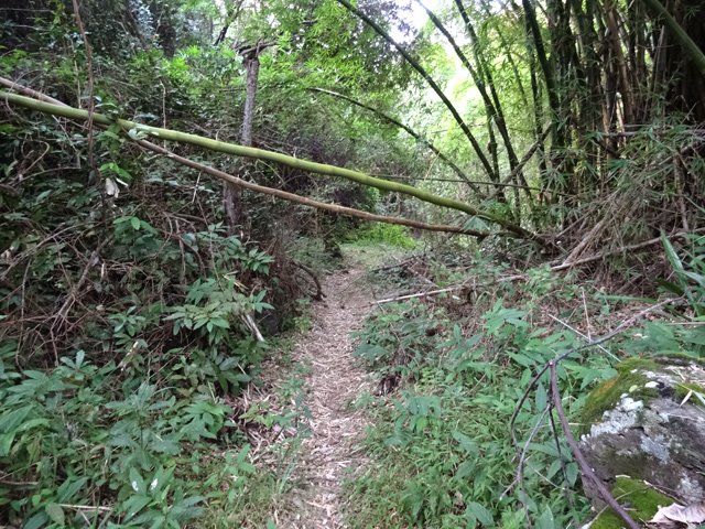 Même les bambous peuvent casser