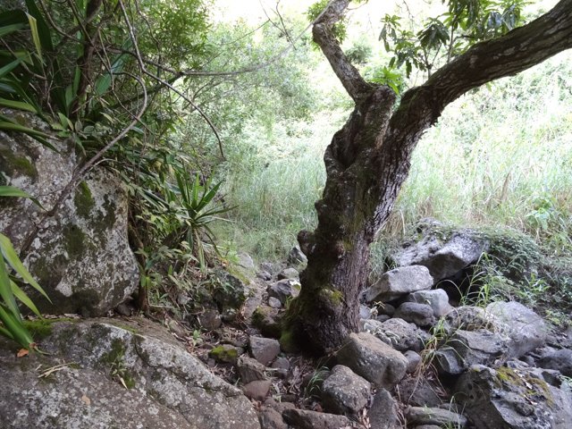 Un manguier esseulé dans les rochers