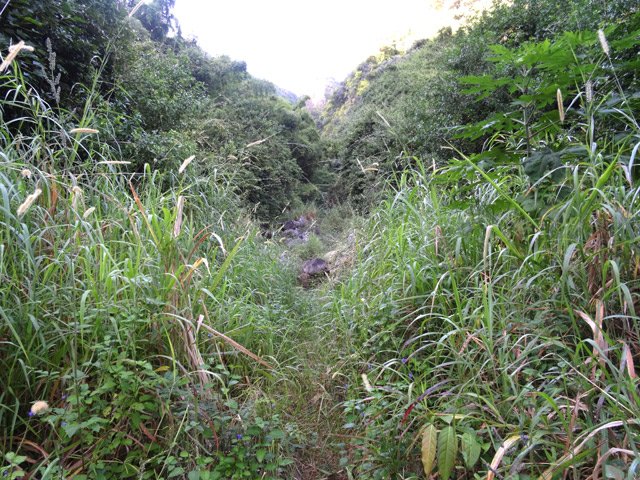 Le sentier dans les hautes herbes, toujours visible