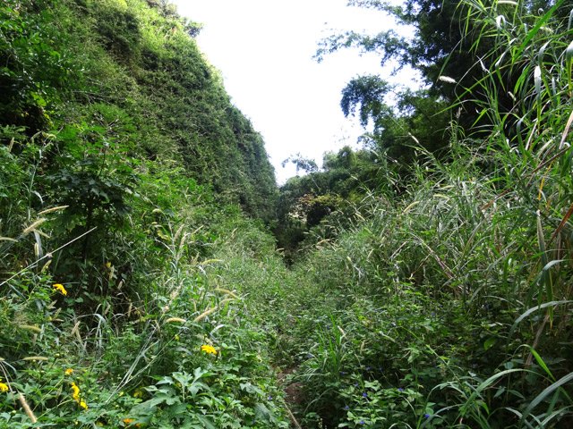 Le sentier, toujours dans les hautes herbes