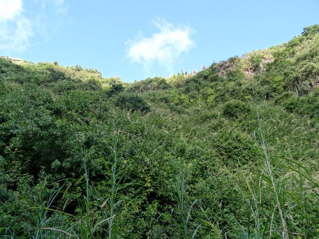 Tout le rempart est recouvert de liane papillon