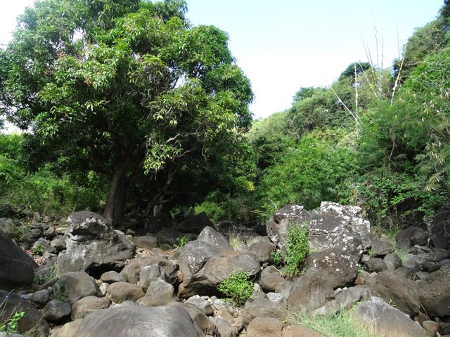 Le dernier manguier avant le radier du Chemin de Sans Souci