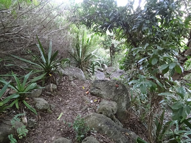 Le sentier qui vient de Sans Souci vers la passerelle