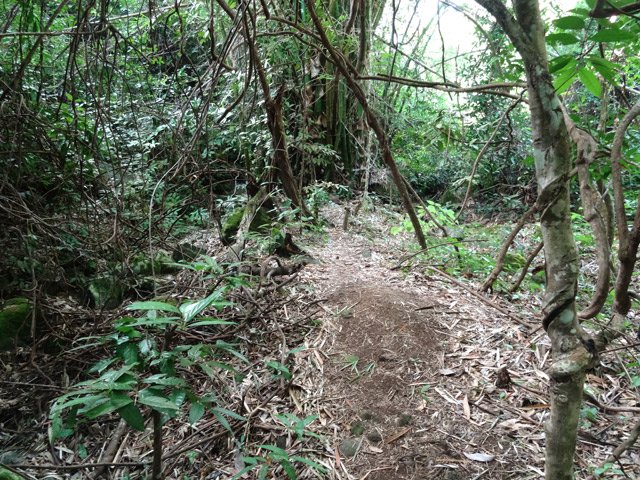 Sentier très praticable en rive droite