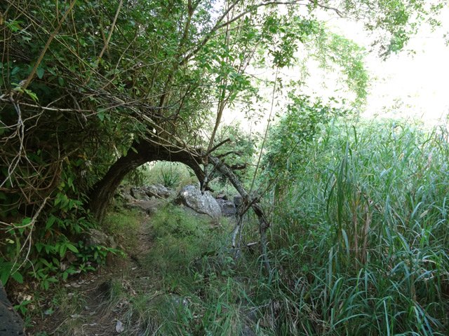 Poivriers d'un côté, grandes herbes de l'autre