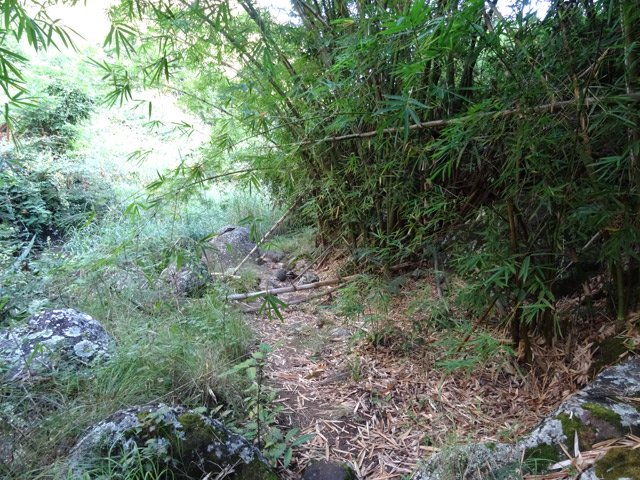 Le sentier, entre ravine et bambous