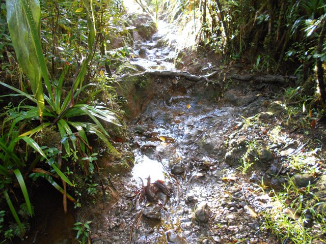 Une autre idée du sentier (cailloux, racines, boue, ...)