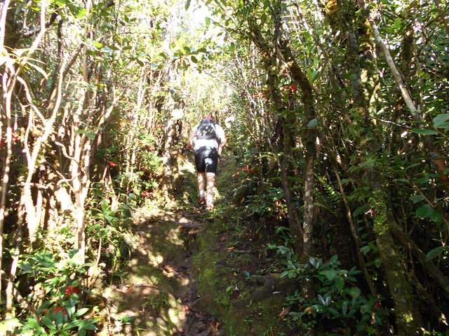 Fortes montées parfois dans les goyaviers