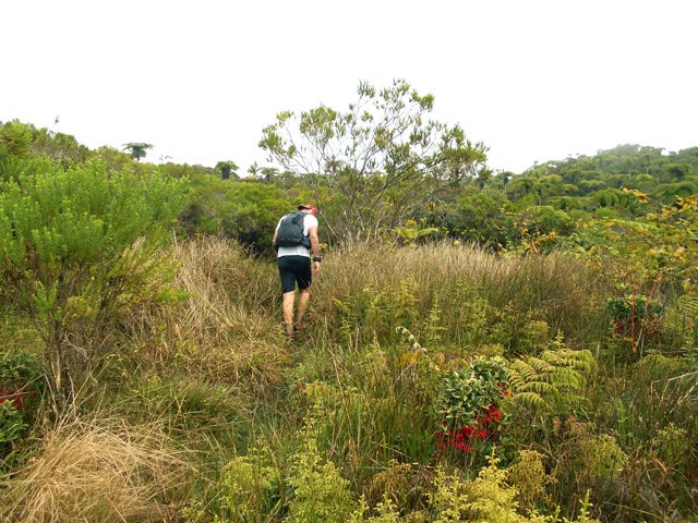 La seule clairière durant la montée avec vues sur les environs et les mornes du Bras des Lianes