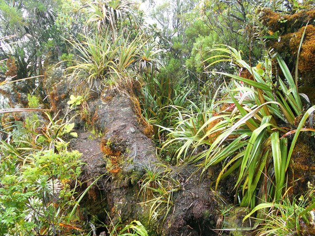 La crête qui sépare le Pic des Lianes et le Morne du Bras des Lianes