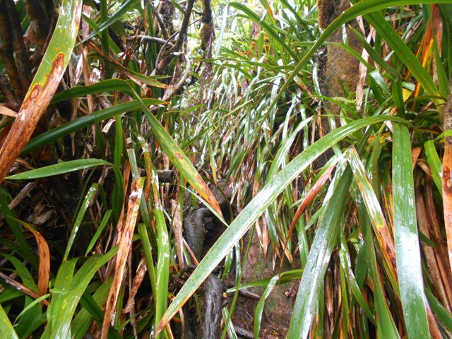 Dans la descente vers la Ravine Blanche, le sentier reste visible malgré les sabres envahissants