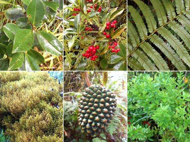 Les compagnons de marche : goyavier, bois Noël, fougères, mousses, pimpins, ambaville