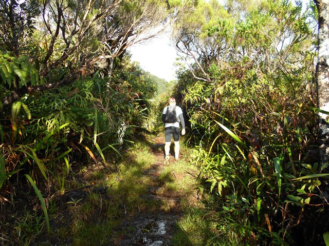 Une idée du sentier vers Bélouve dans une portion droite et plate