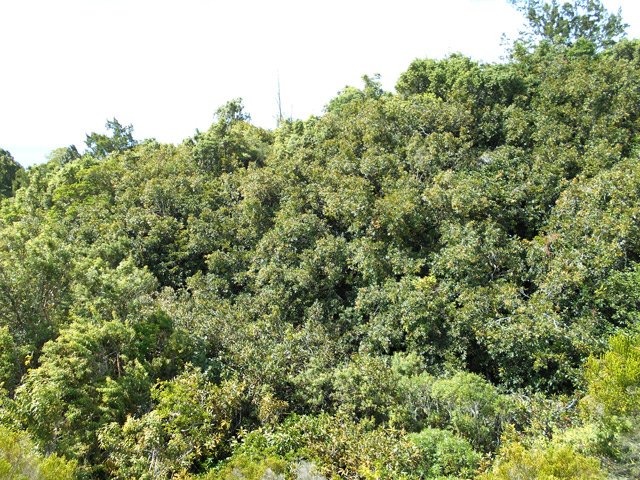 Beaucoup de jamrosats le long de la Ravine Sèche