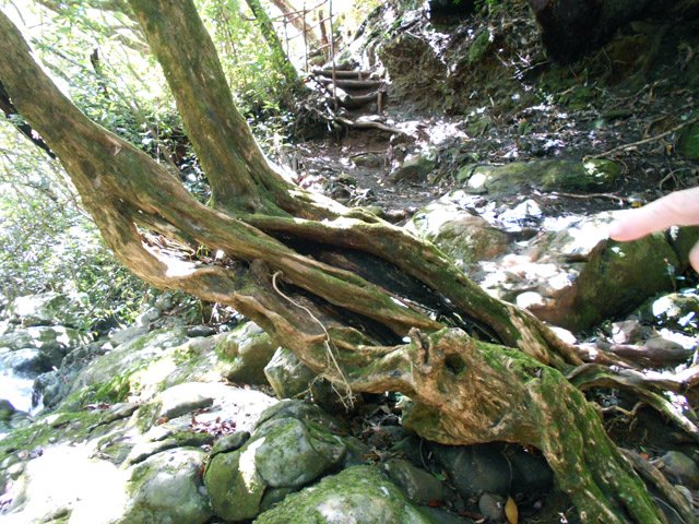 La traversée de la Ravine Mère Canal proche d'une cascade et de ce beau bois maigre