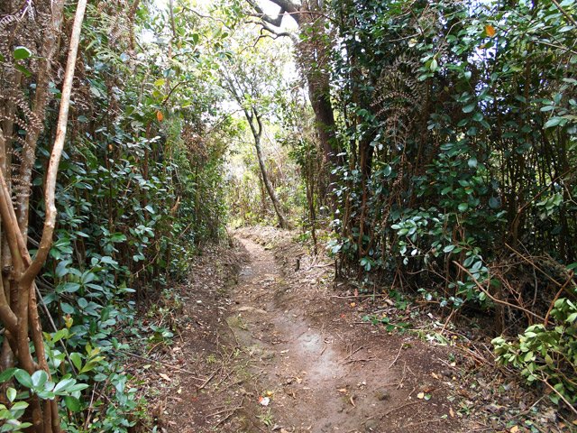 Le sentier bordé de goyaviers vers la Confiance
