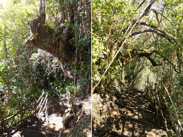 Quelques beaux arbres sur le circuit