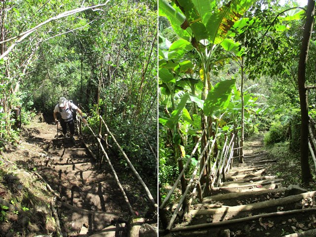 Deux portions de sentier, dont le passage sous les bananiers vers la Ravine Mère Canal