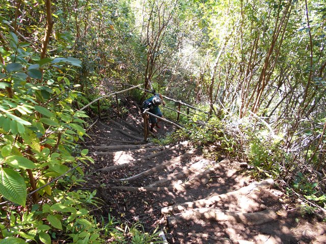 Et comme toujours, des goyaviers pour procurer de l'ombre