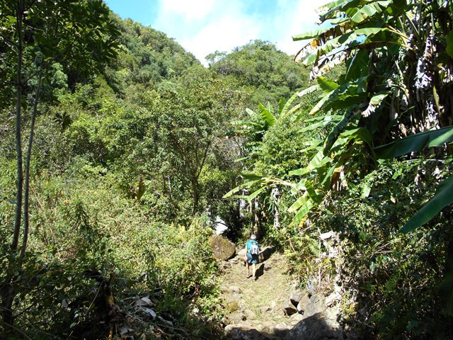 Les bananiers en fin de descente vers la Ravine Sèche