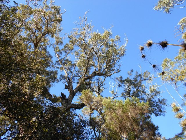 Les calumets sont de plus en plus nombreux dans les tamarins