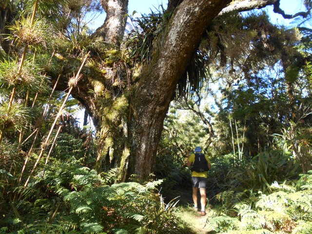 Toujours des calumets à travers les tamarins