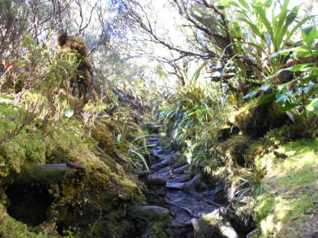Une autre où les morceaux de bois facilitent la montée