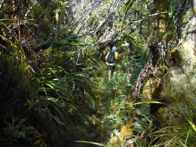 Début de la montée vers le Piton Plaine des Fougères