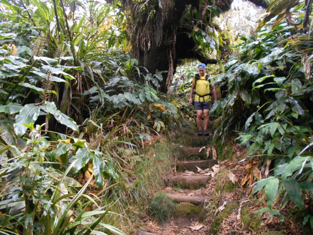Les longoses sont de plus en plus nombreuses dans la forêt