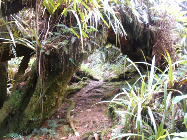 C'est la région où l'on rencontre le plus de ponts naturels de tamarins