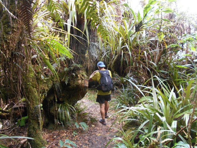 Il vaut mieux des ananas marrons que des longoses